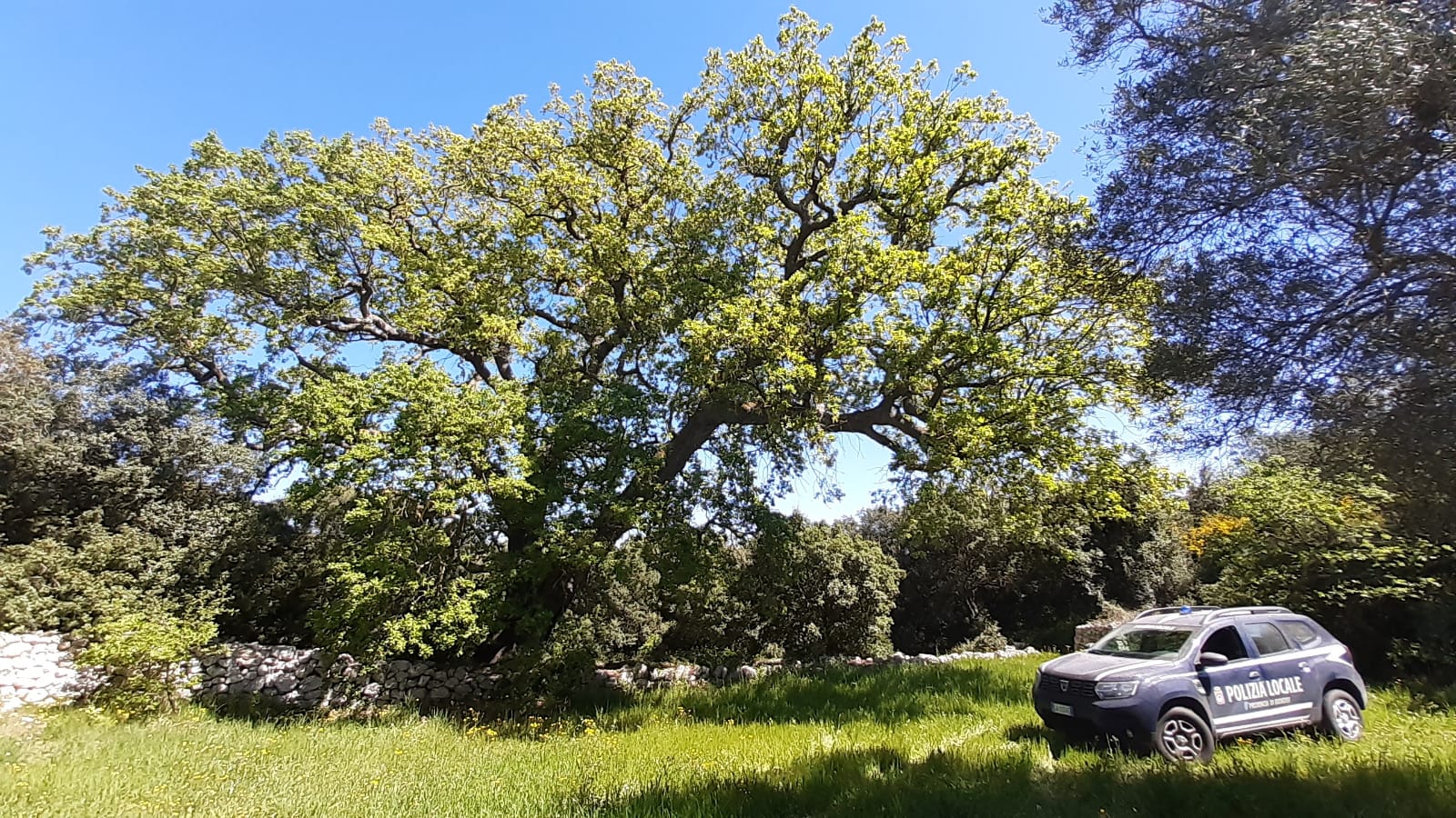 bosco delle montecchie